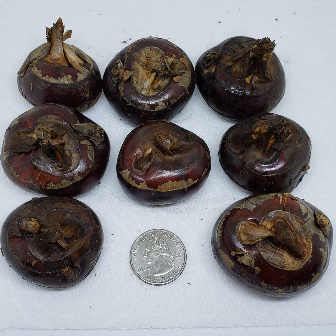 CHINESE WATER CHESTNUTS 10 bulbs Eleocharis dulcis Edible Etsy