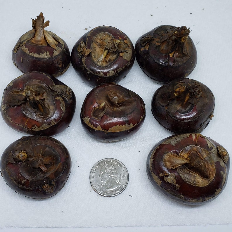 CHINESE WATER CHESTNUTS 10 bulbs Eleocharis dulcis Edible Etsy