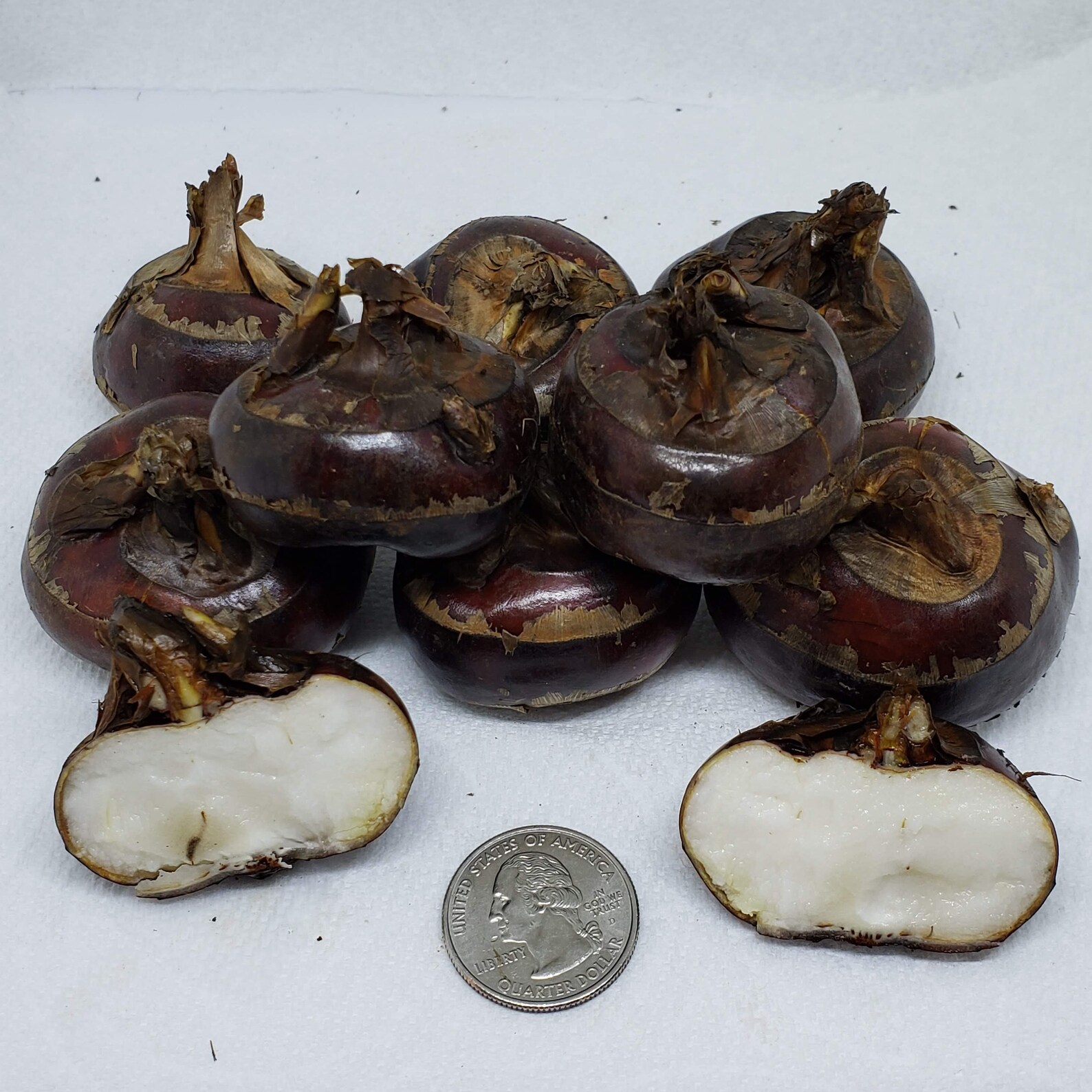 CHINESE WATER CHESTNUTS 10 bulbs Eleocharis dulcis Edible Etsy