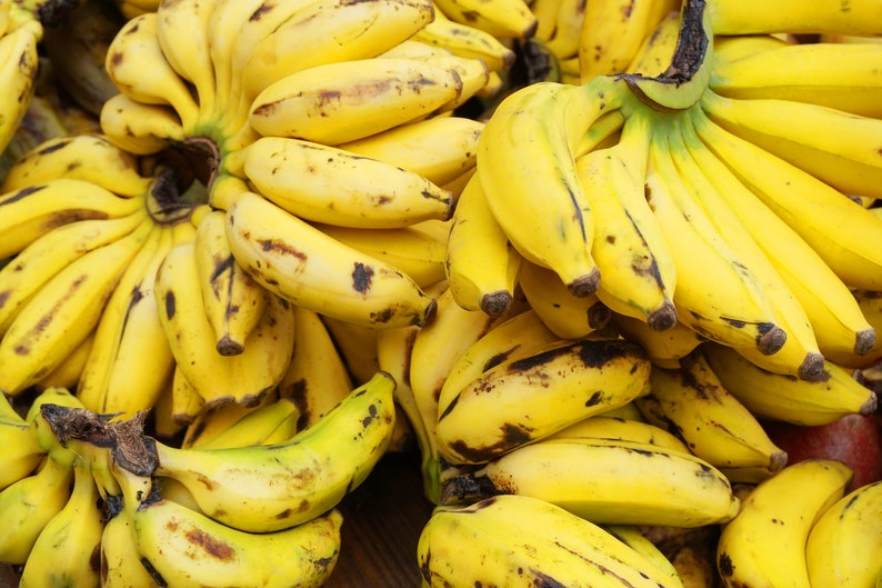 Burro Banana Orinoco Banana Fresh Produce 3 Lbs. Etsy