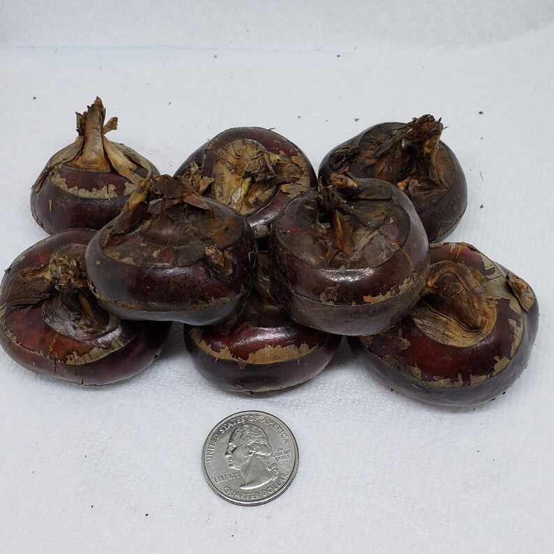 CHINESE WATER CHESTNUTS 10 bulbs Eleocharis dulcis Edible Etsy