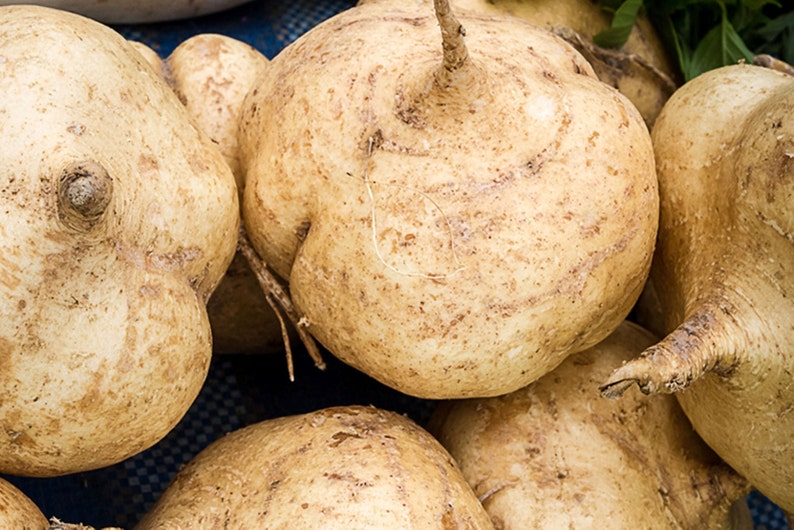 Fresh Jicama 5 lb Edible Tuber Mexican Turnip Jicama Etsy