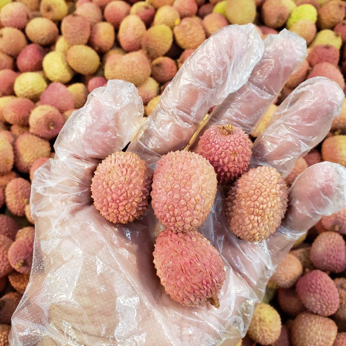 Fresh Lychee2 Lbs Litchi Tropical Fruit Etsy