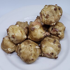 3LB Jerusalem Artichoke Sunchoke Organic For Planting or Eating AKA Sunchokes Sunroot or Jerusalem Artichokes 3 Pound image 3