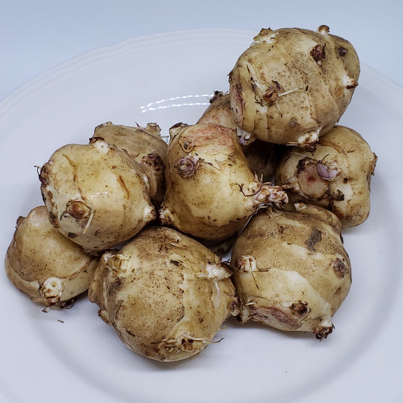Jerusalem Artichoke Sunchoke Organic for Planting or Eating Etsy