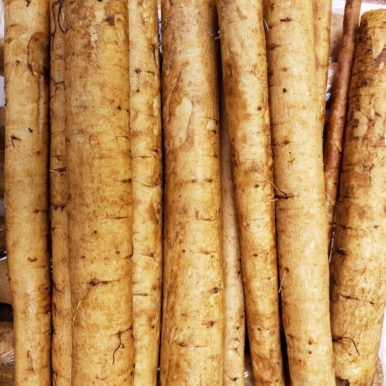 Fresh Burdock Root Gobo Root Bardana Japanese Burdock Free Etsy