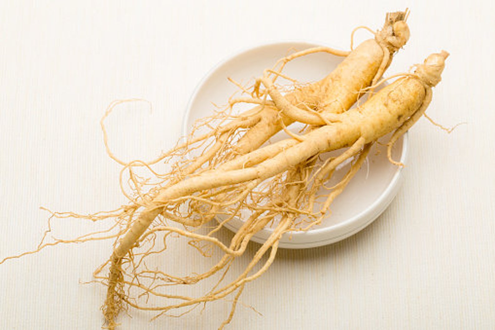 American Ginseng Root American Ginseng Fresh Ginseng Root Etsy