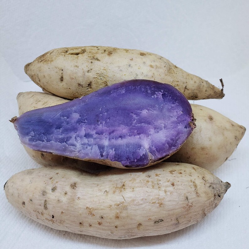 purple sweet potato purple sweet potato