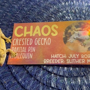 May include: A light tan crested gecko with a partial pin harlequin pattern is next to a card that says "Chaos". The card also includes the text "Crested Gecko", "Partial Pin", "Harlequin", "Hatch: July 2025", and "Breeder: Slither Mania".