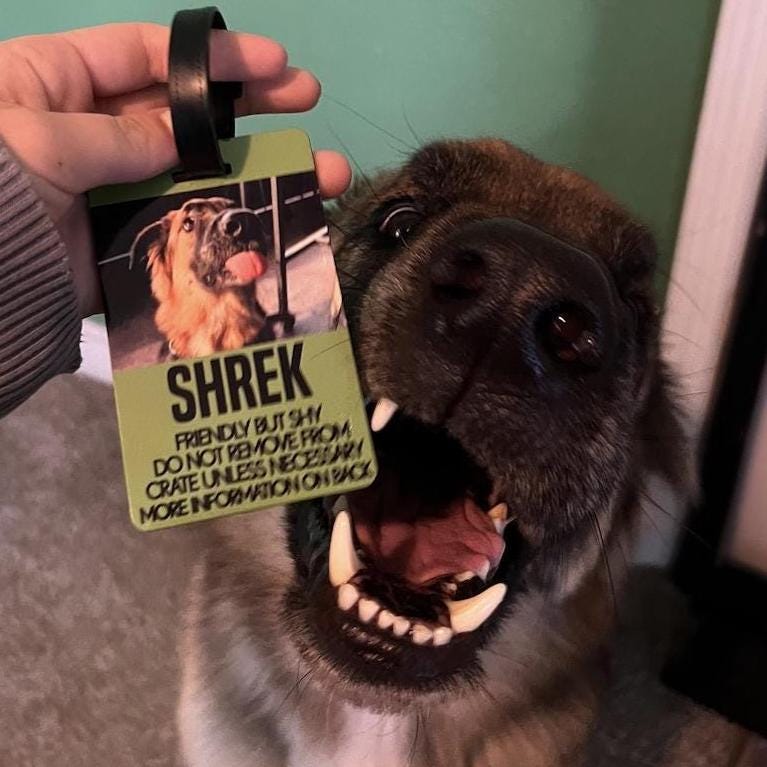 Dog/Cat Animal Emergency Information Tag for Crate, Kennel, Boarding, Cat Carrier HURRICANE Safety