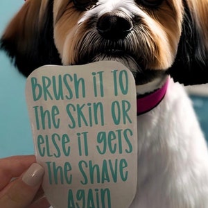 May include: A white dog with brown and black fur is holding a white sign with the text "Brush it to the skin or else it gets the shave again" in teal blue lettering.