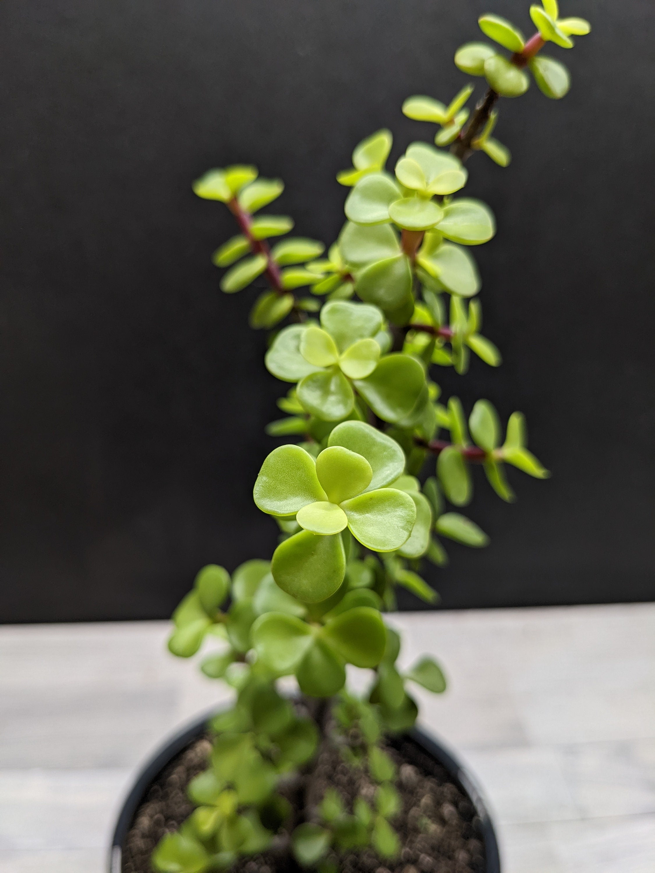 Dwarf Jade Tree, Elephant Bush, Spekboom - Portulacaria Afra Pre