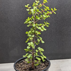 May include: A small, potted succulent plant with a dark green stem and small, rounded, light green leaves. The plant is in a black plastic pot filled with soil. The background is a dark gray.