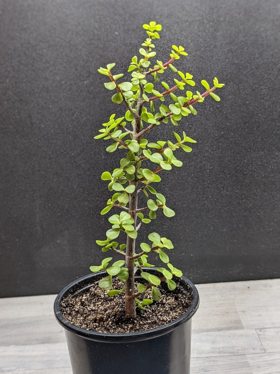 Dwarf Jade Tree, Elephant Bush, Spekboom - Portulacaria Afra Pre