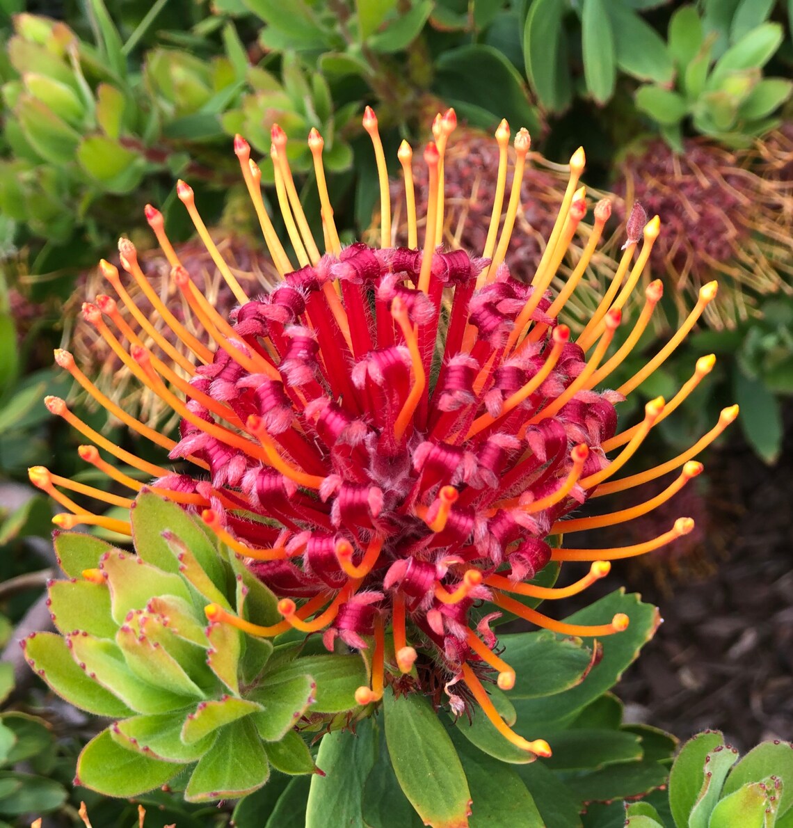 Protea Leucospermum Glabrum pincushion plant 5 seeds Etsy