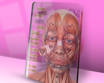 Veins & Arteries Aesthetics Training Academy / Consultation Facial Anatomy Graphic for MedSpa Decor. Brand with name or Logo Botox Filler