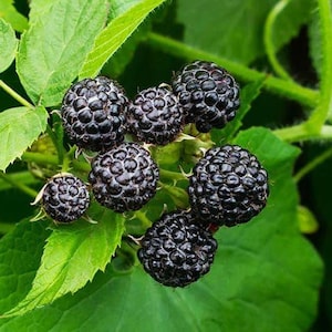 May include: A cluster of ripe, dark purple to black blackberries growing on a green plant. The berries feature a textured, bumpy surface composed of small drupelets, nestled among vibrant green leaves with serrated edges and visible veins.