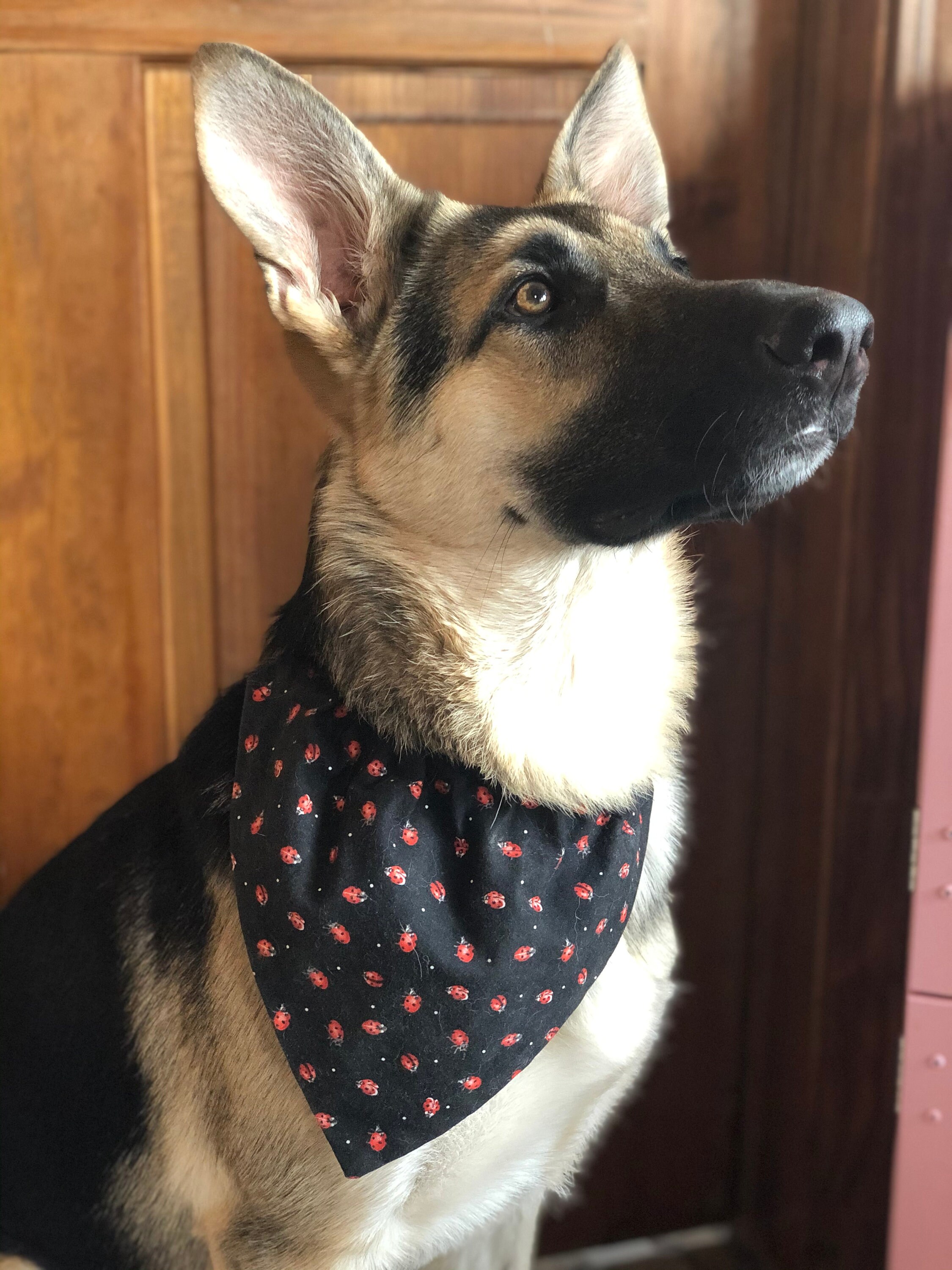 Halloween Themed Scary Costume Pet Bandana / Puppy Scarf