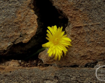 Dandelion on the wall