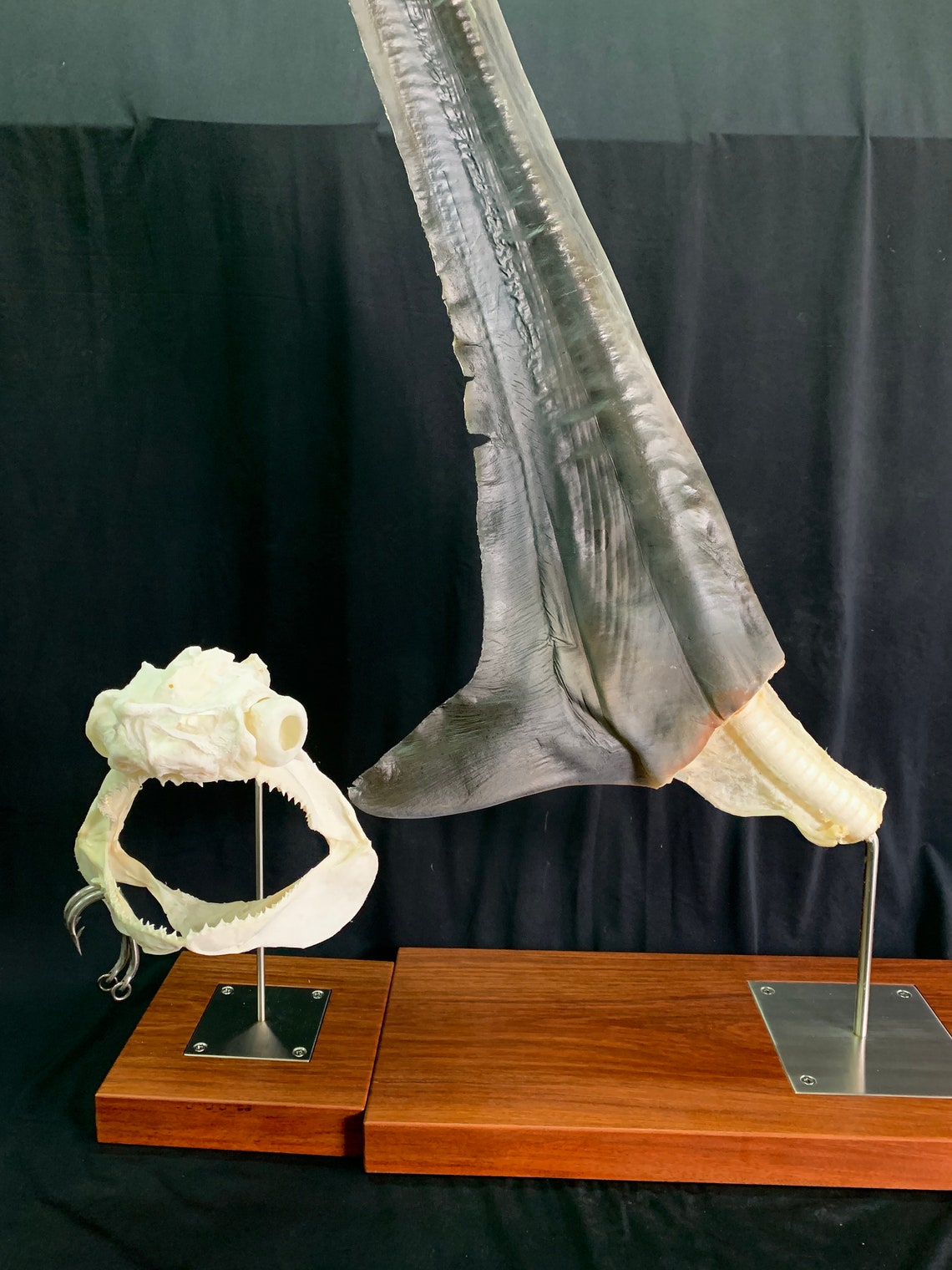 Real Thresher Shark Skull and Tail | Etsy