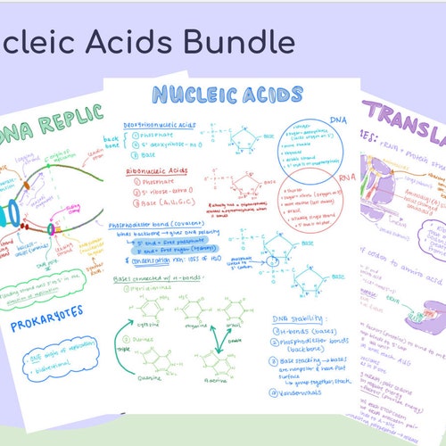 Nucleic Acids Study Notes/note Set Biology Premed Med Etsy