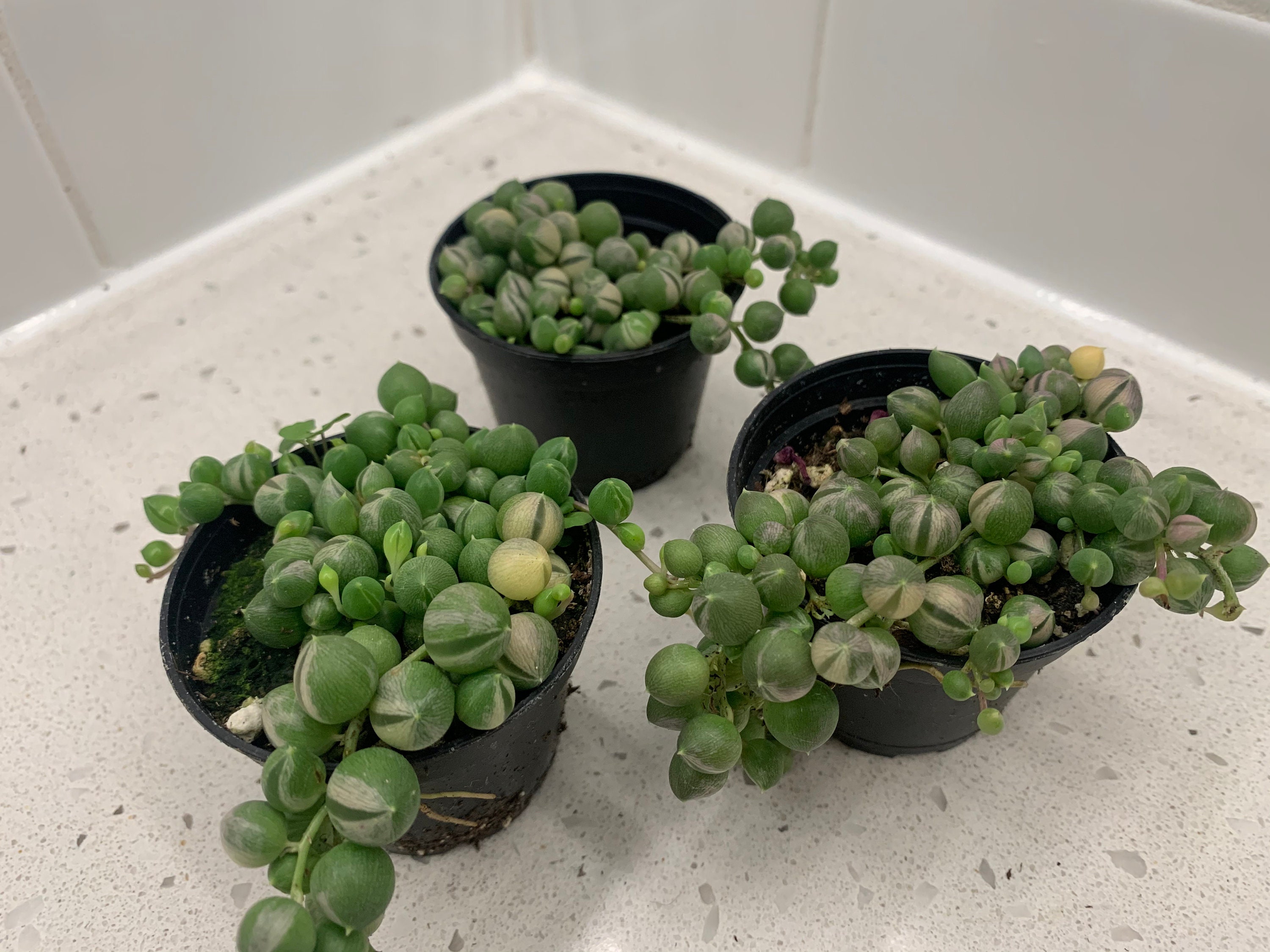 String of Pearls Variegated Indoor Very Rare Plant 2 inch pot