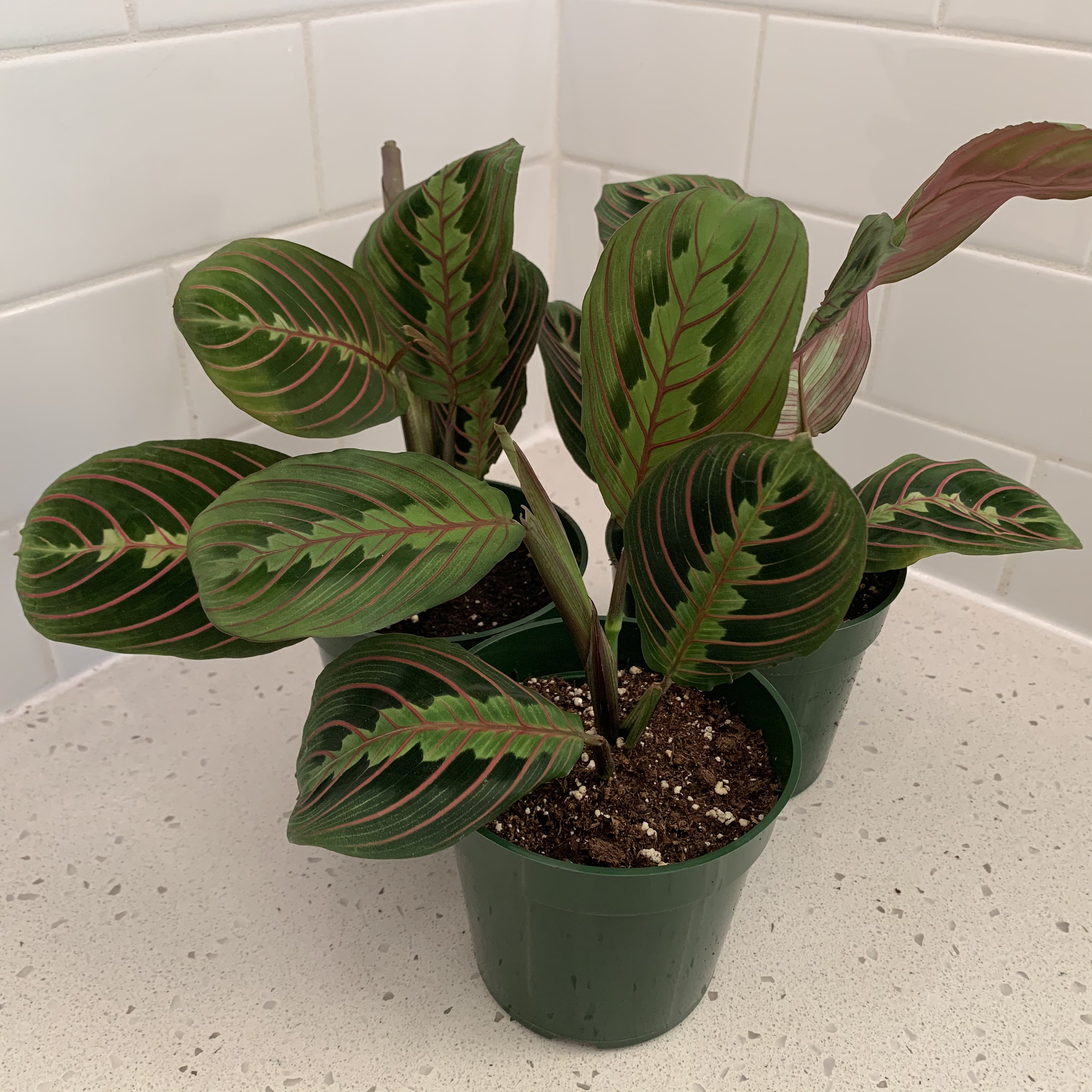 Red Maranta Prayer Calathea Maranta leuconeura Indoor Live