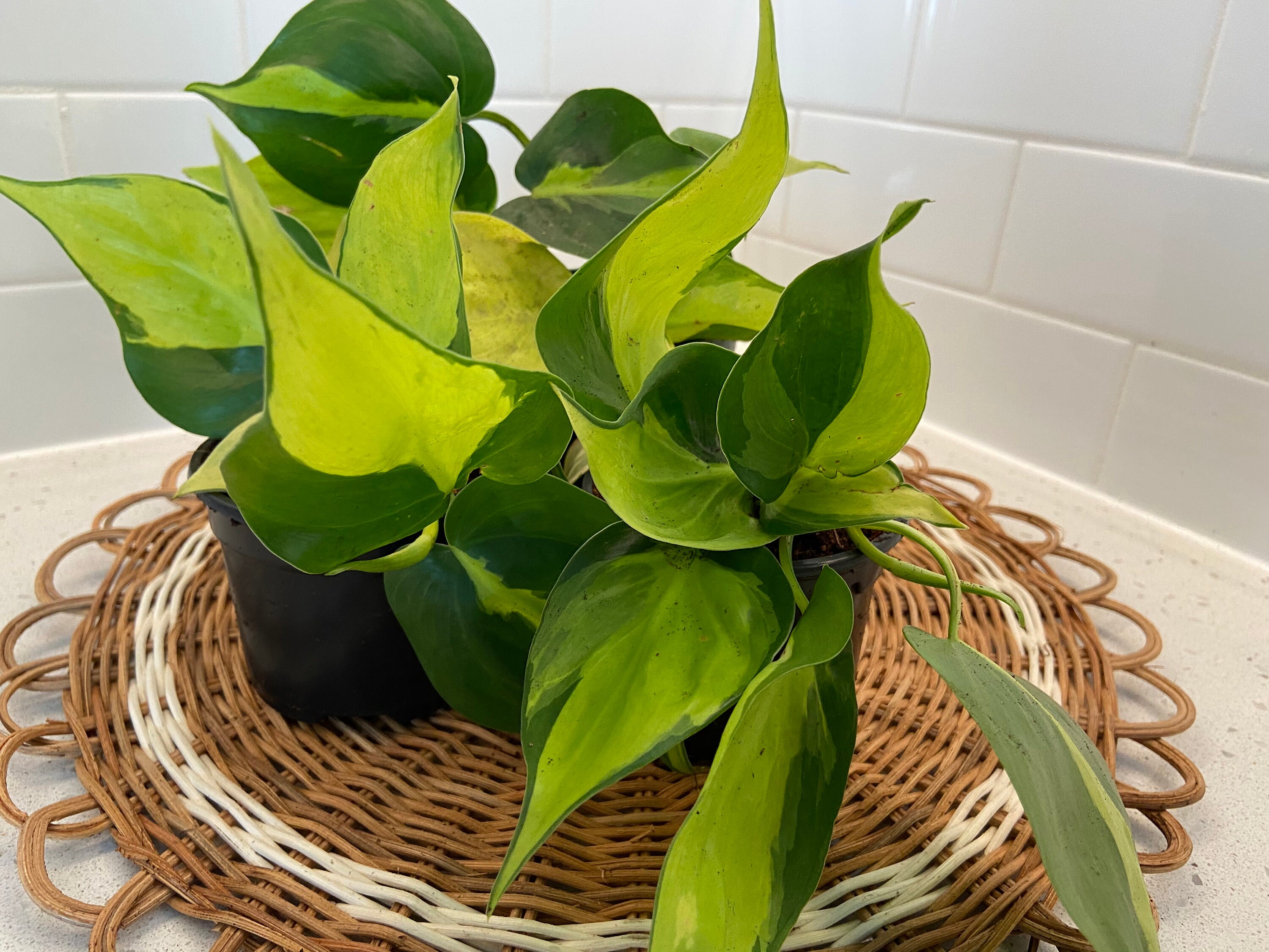 Philodendron Pothos Brasil Indoor Plant