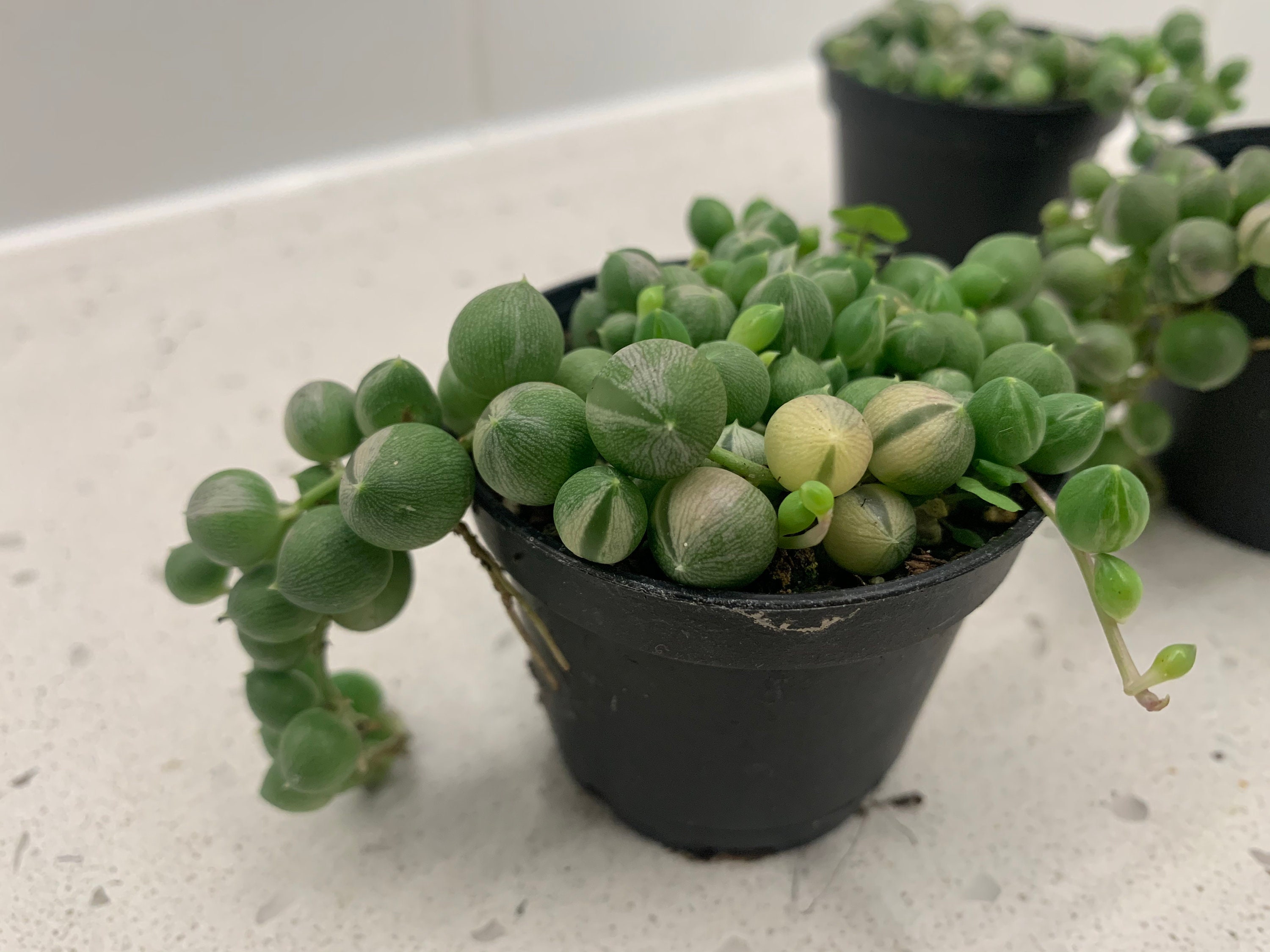 String of Pearls Variegated Indoor Very Rare Plant 2 inch pot
