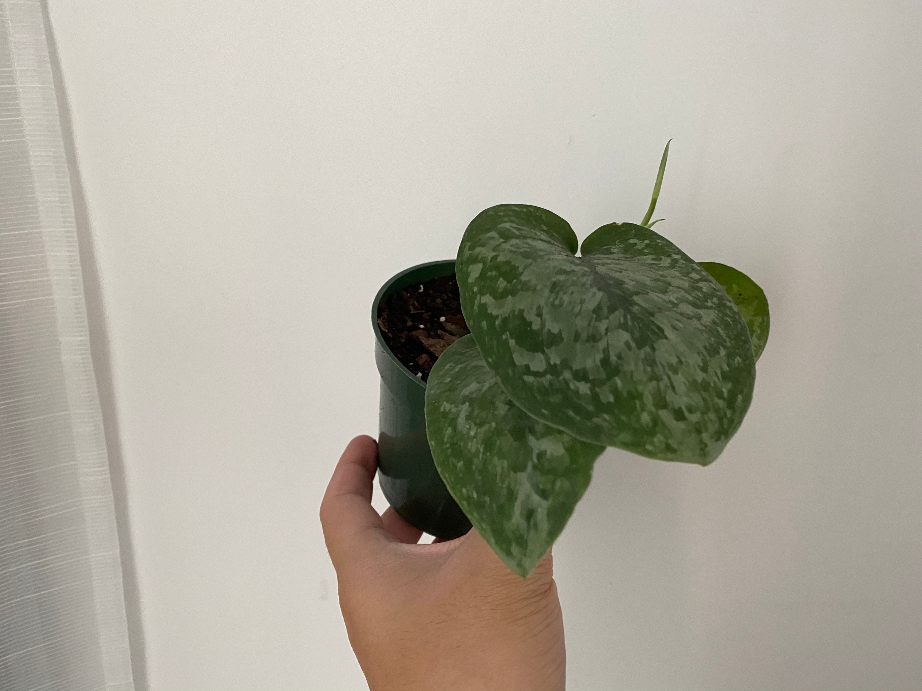 Scindapsus Silver Splash Pothos RARE Indoor Plant
