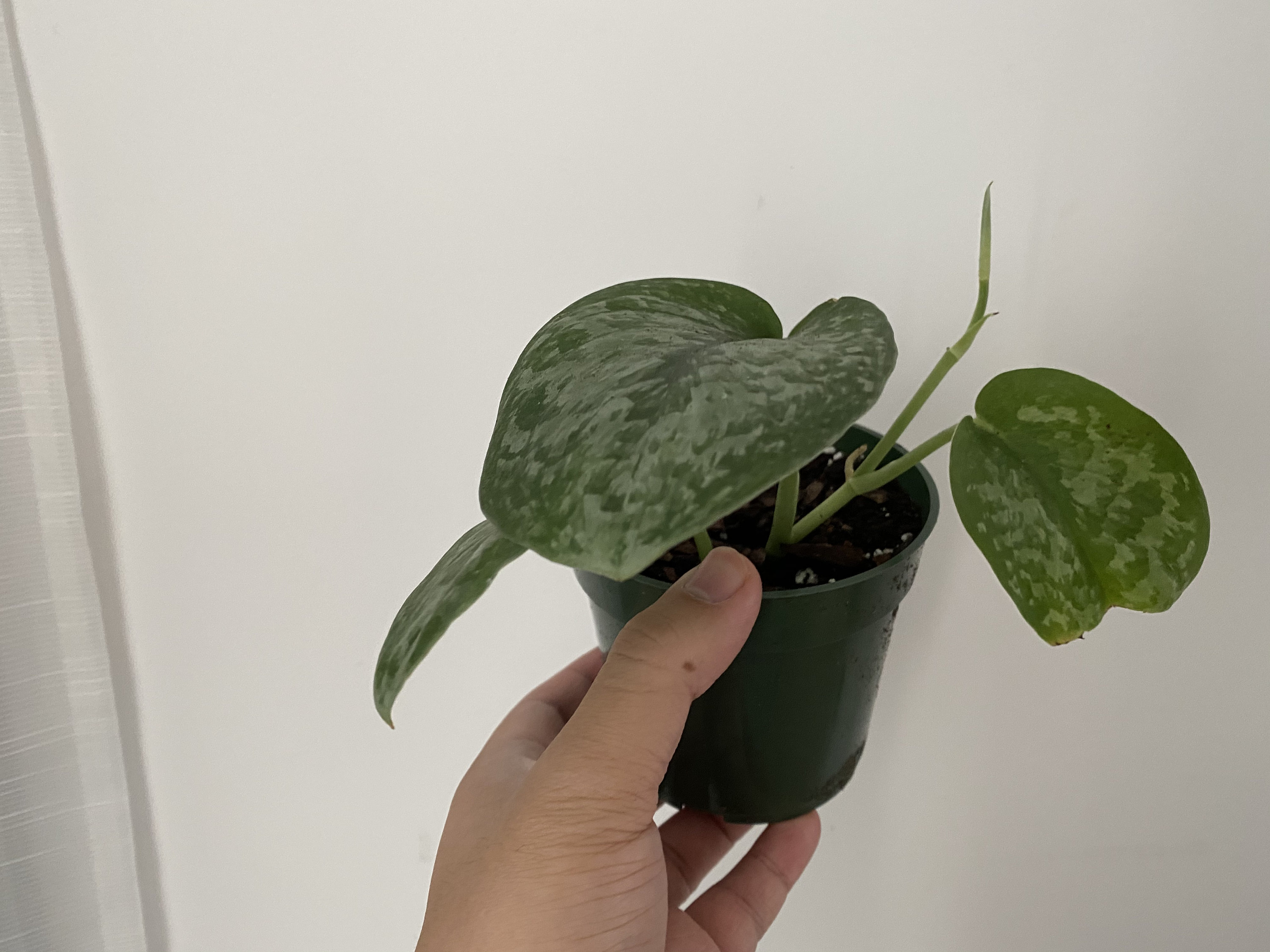 Scindapsus Silver Splash Pothos RARE Indoor Plant