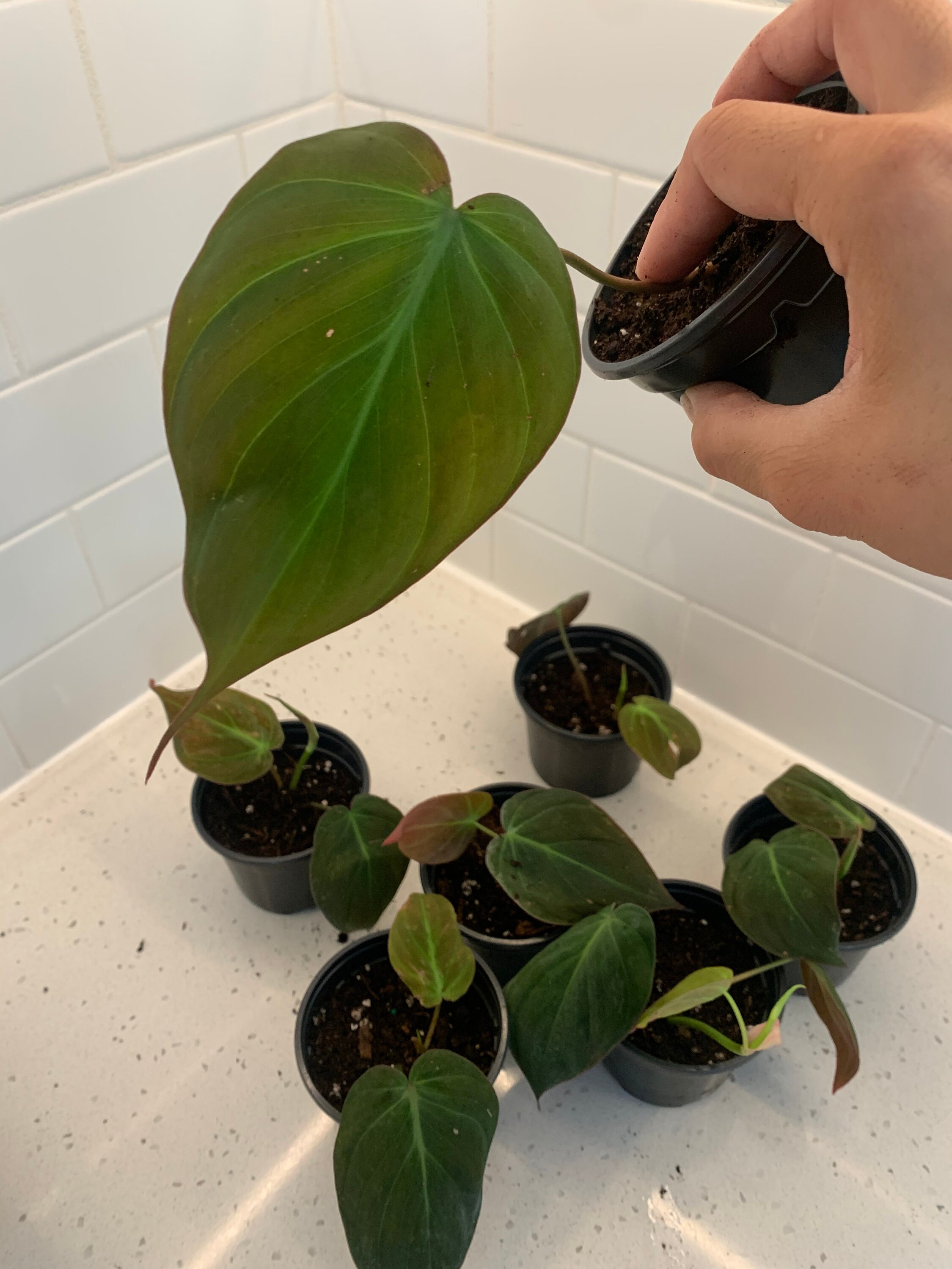 Philodendron Micans 3 inch pot Indoor Rare Plant