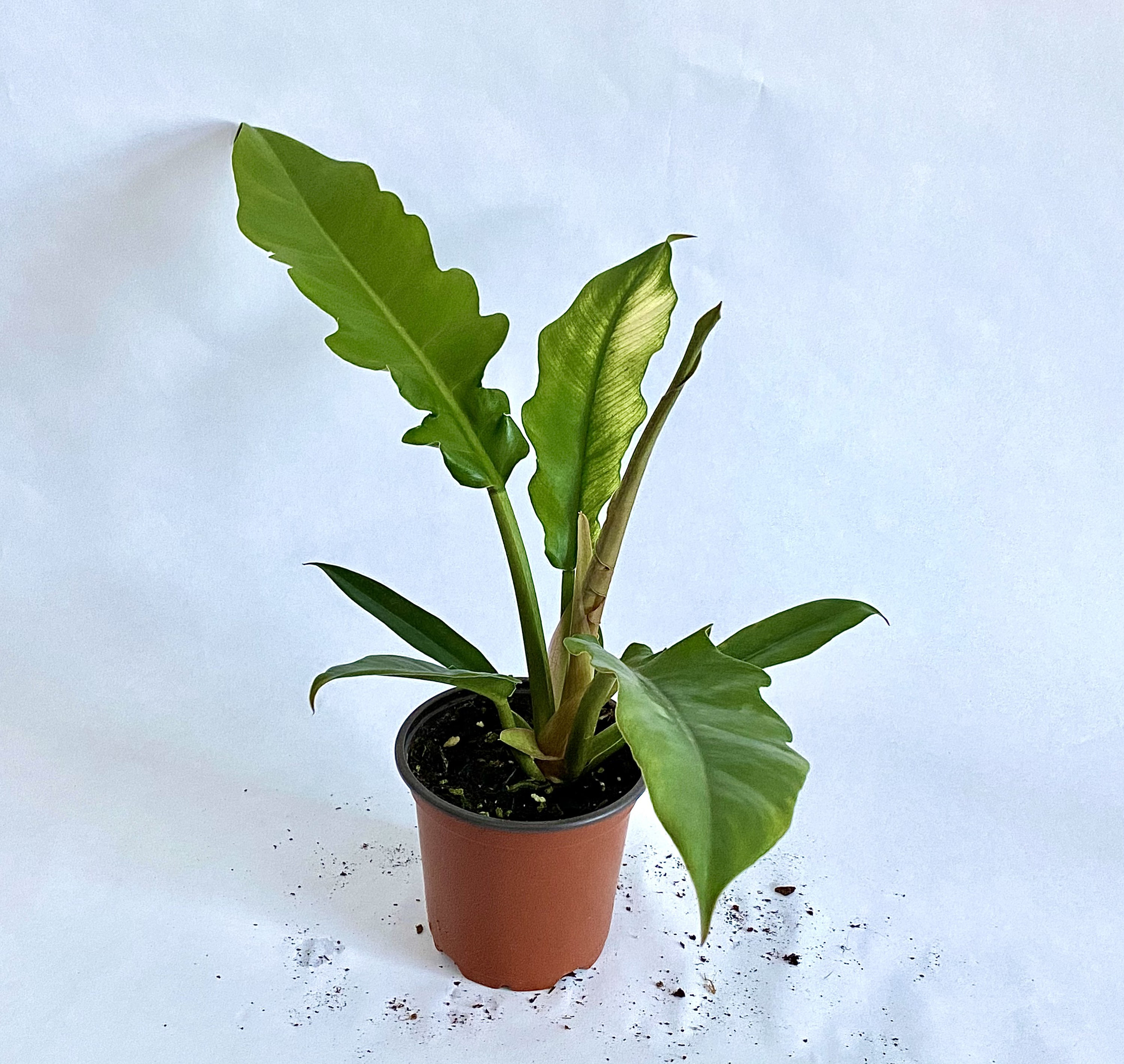 Philodendron Tiger Tooth Rare Indoor Plant Etsy Singapore