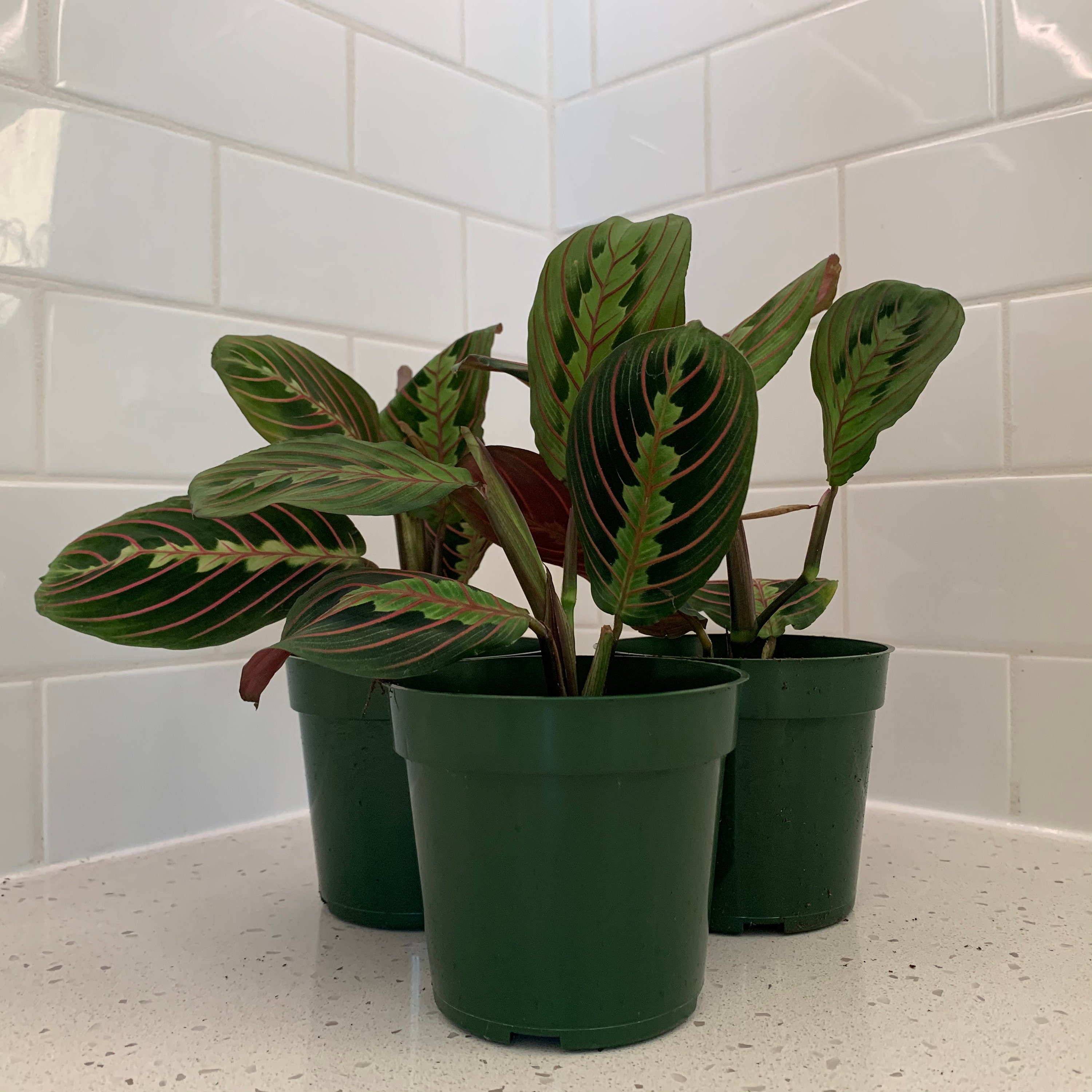 Red Maranta Prayer Calathea Maranta leuconeura Indoor Live