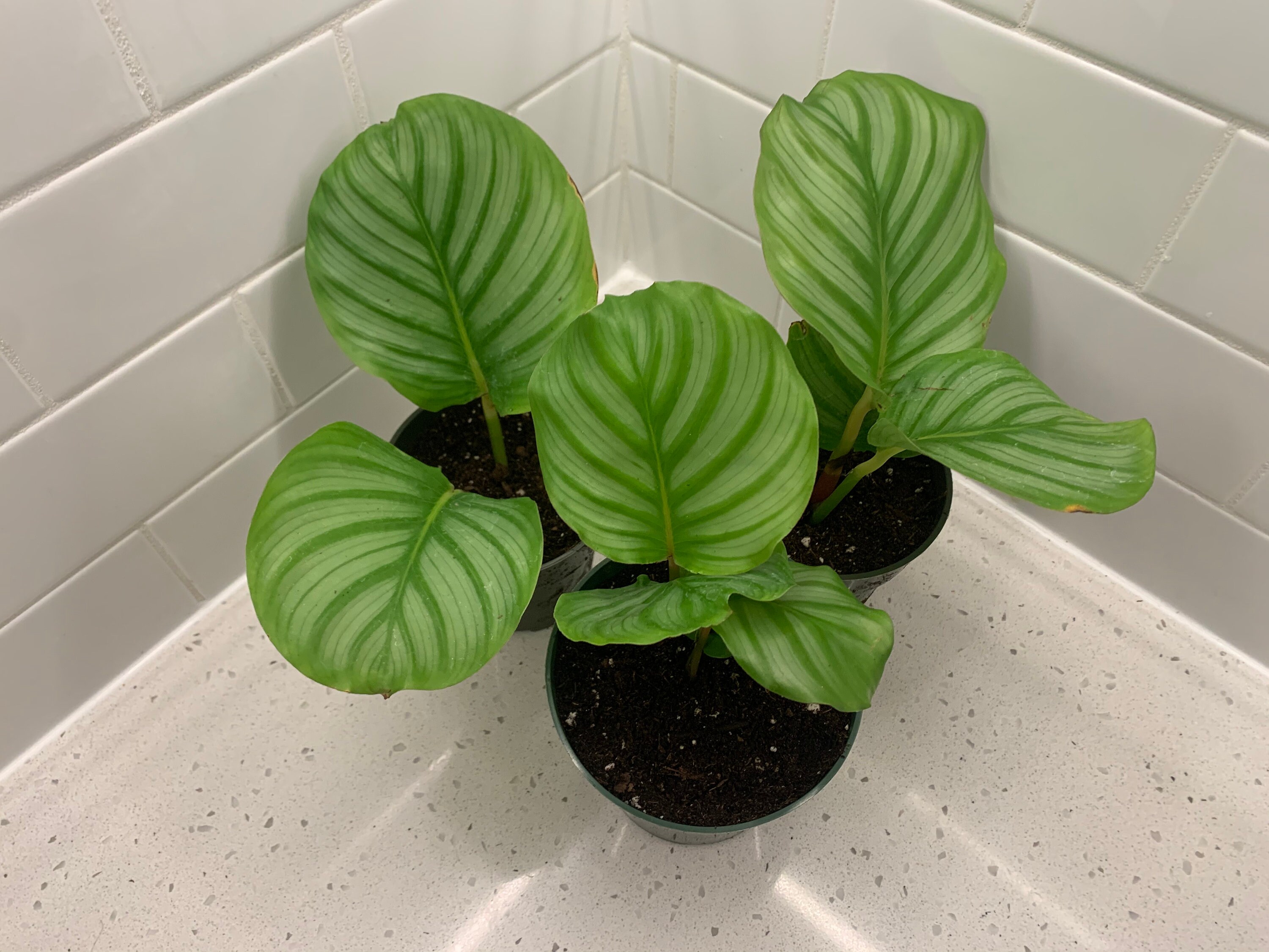  Calathea  Orbifolia Rare  Indoor Plant 4 inch pot