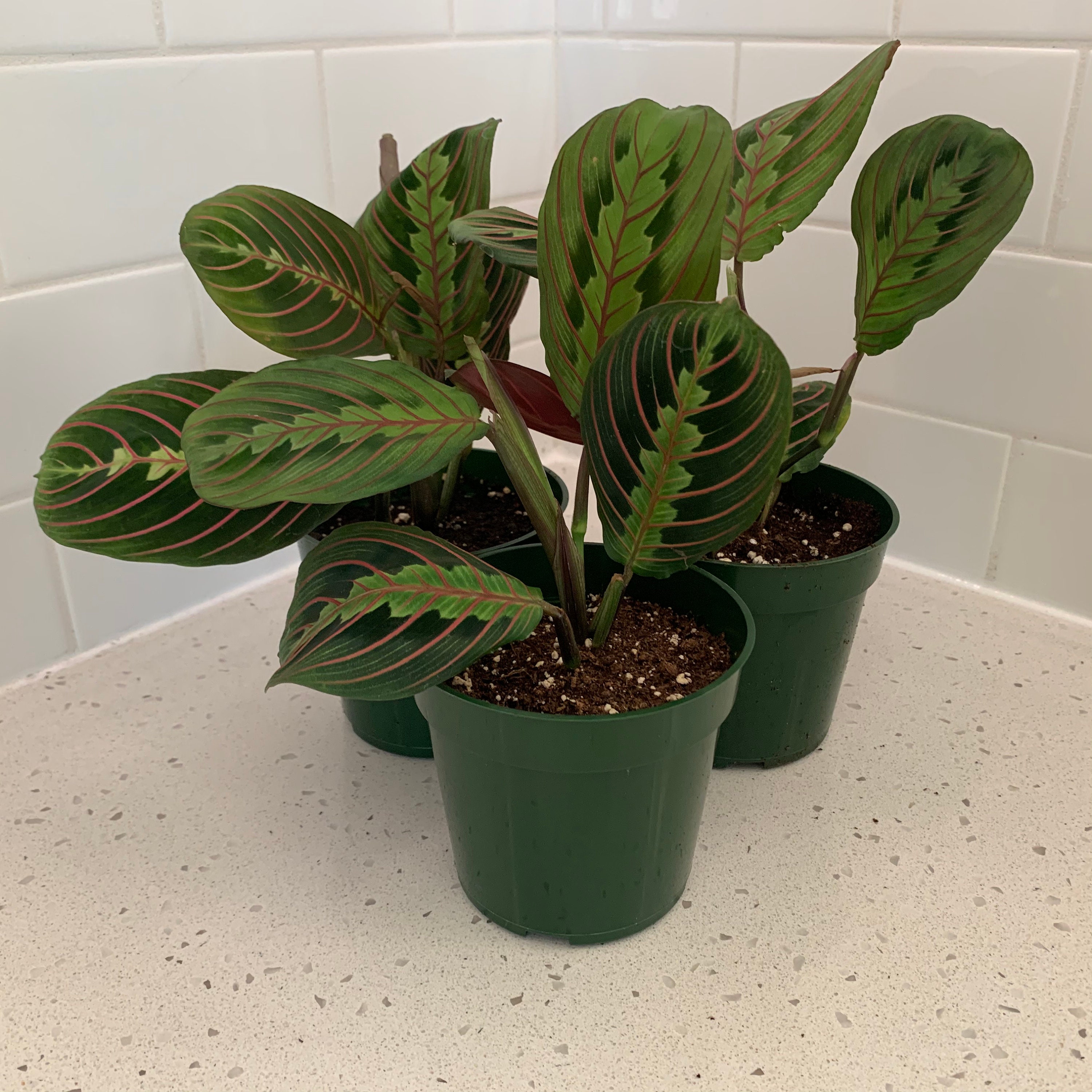 Red Maranta Prayer Calathea Maranta leuconeura Indoor Live