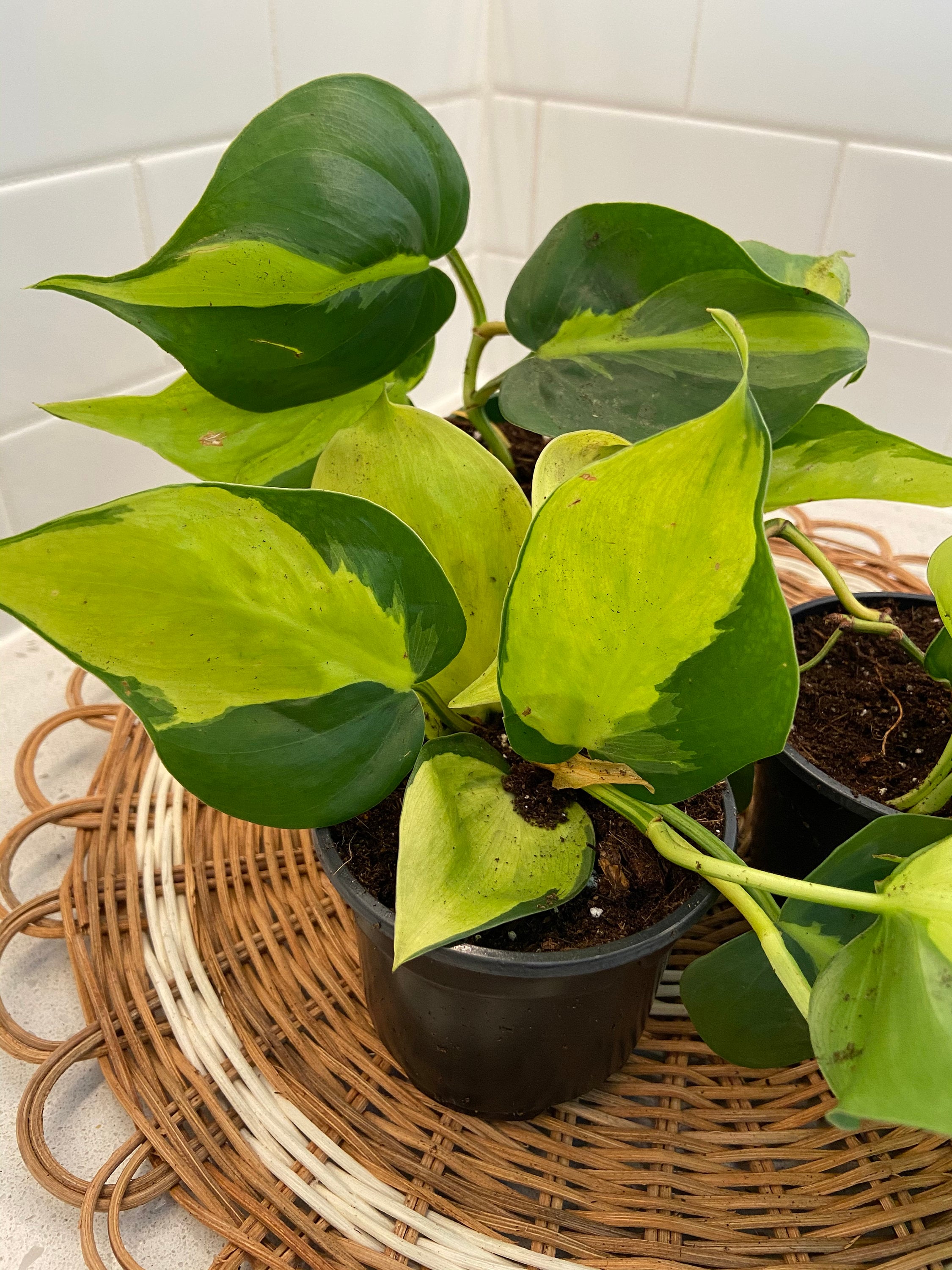 Pothos Plant For Sale