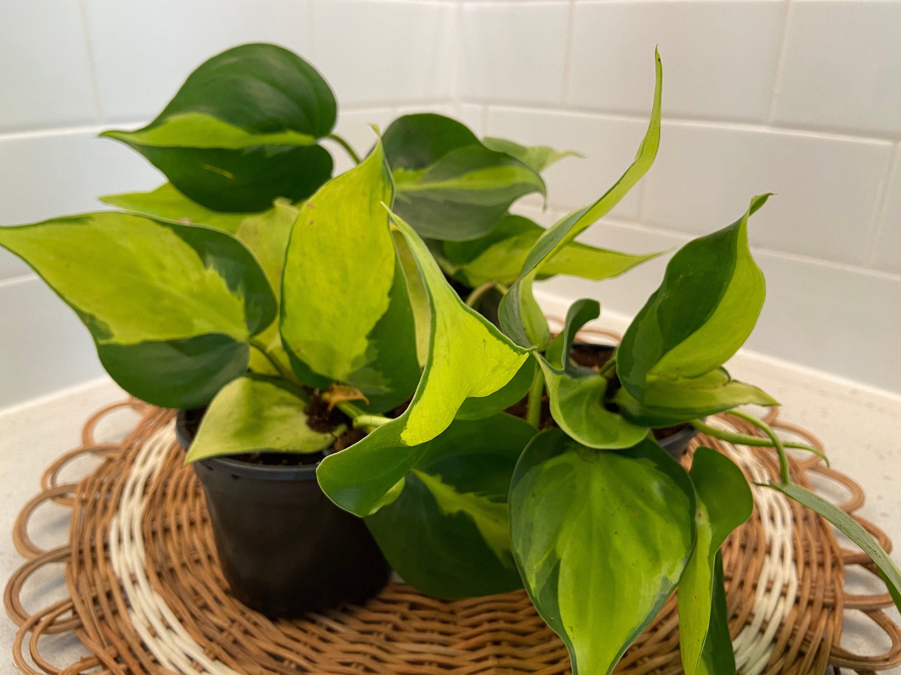 Philodendron Pothos Brasil Indoor Plant