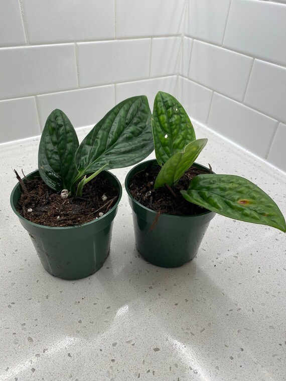 Monstera Peru Rare Plant Etsy