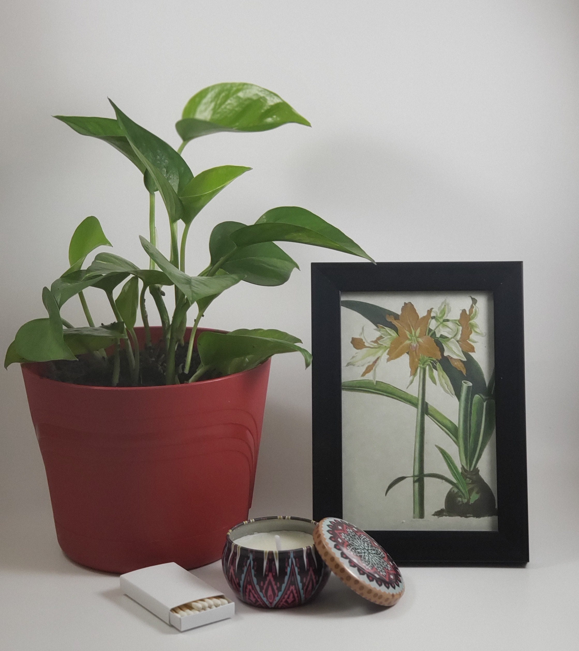 House Plant Gift Set with Picture Frame Epipremnum Aureum Etsy