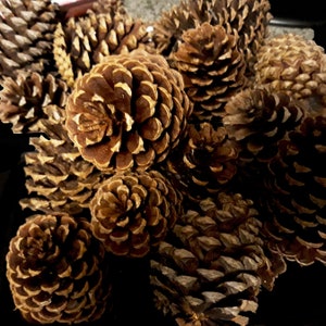 Pine Cones Dried Norway Spruce Pine Cones for Crafting, Decor, Weddings,  and More 