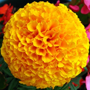 500+ Aztec Marigold Heirloom Seeds, Beautiful Flower Seeds, Easy to Grow Marigold Seeds