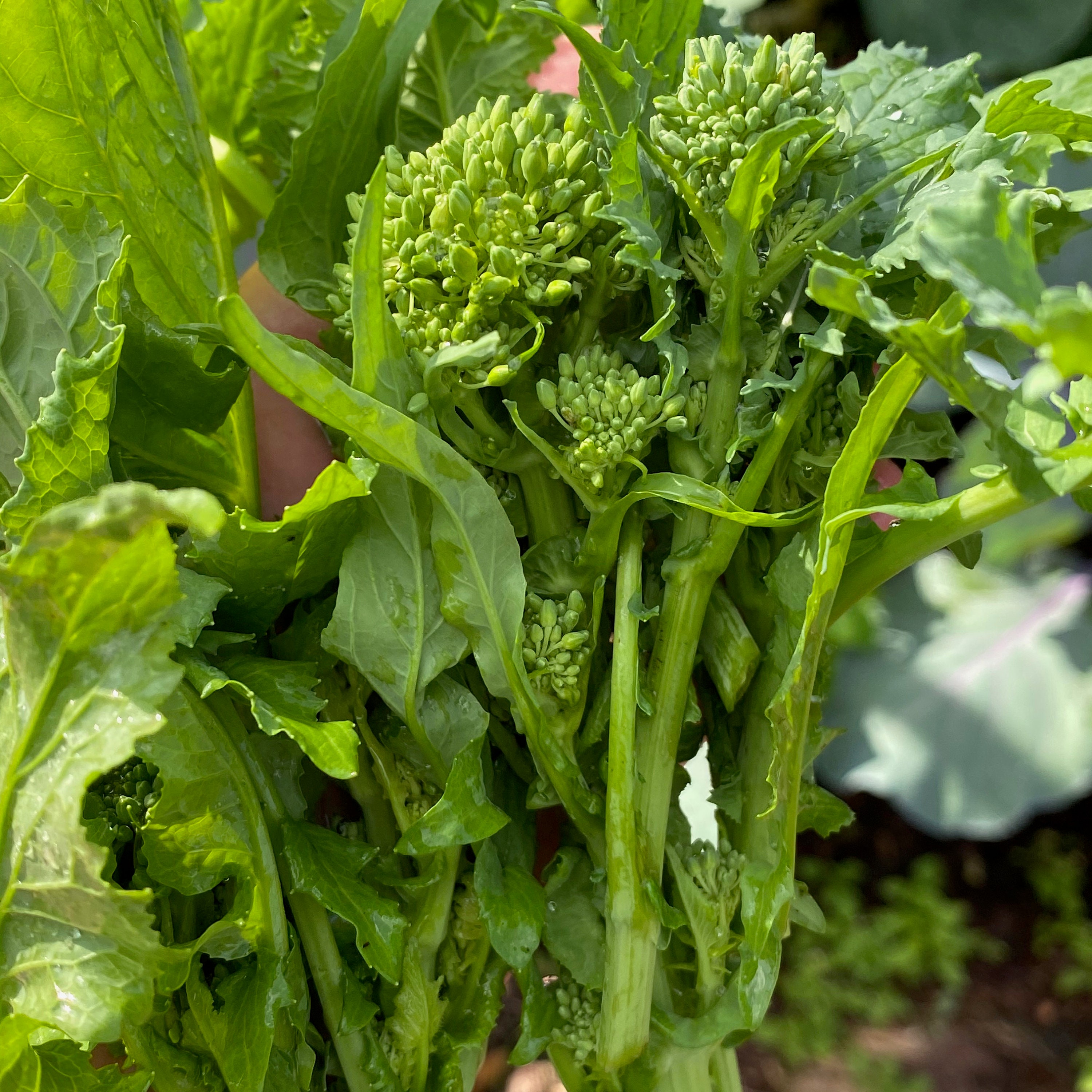 500 Spring Raab Broccoli Rapini Heirloom Seeds Etsy