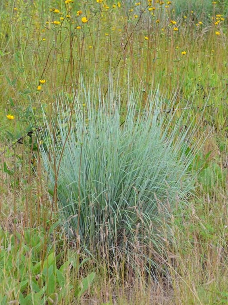 florida blue stem grass florida blue stem grass