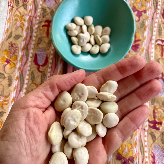 30 Fordhook Bush Lima Bean Heirloom Seeds Etsy