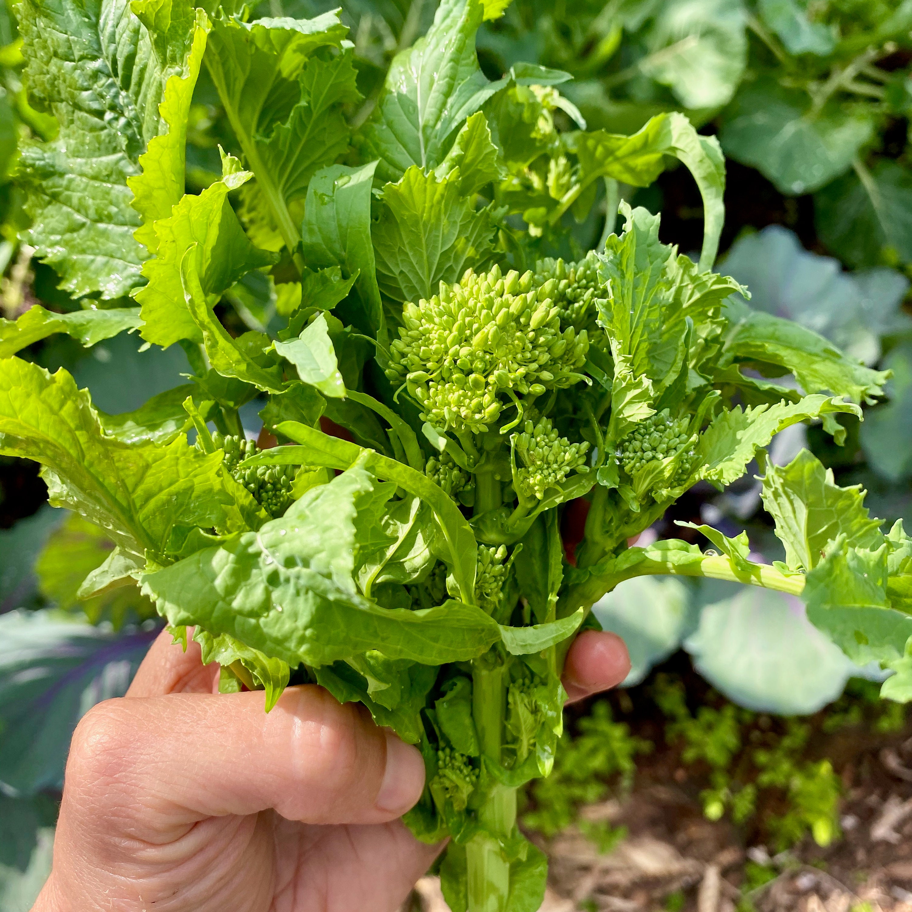500 Spring Raab Broccoli Rapini Heirloom Seeds Etsy