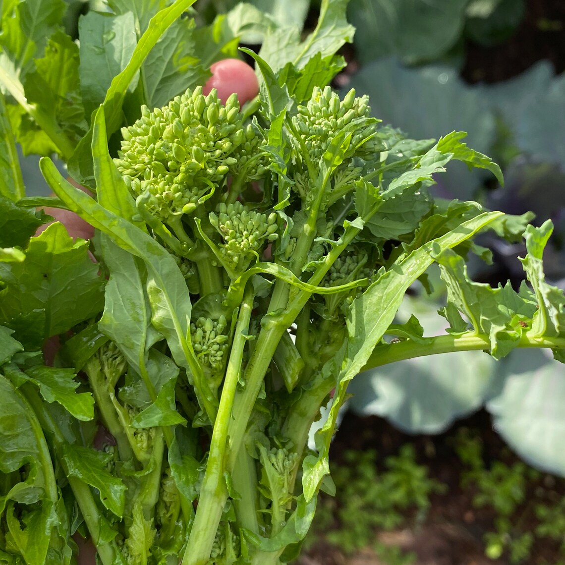 500 Spring Raab Broccoli Rapini Heirloom Seeds Etsy