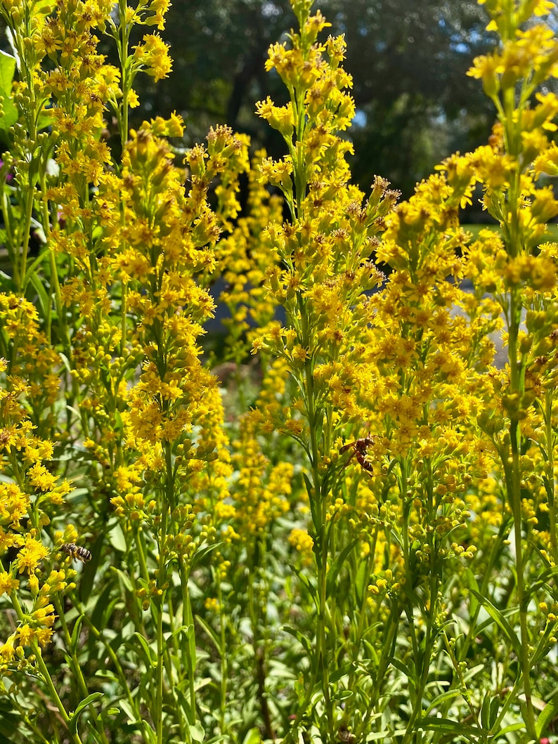 300 Native Florida Wildflower Seeds / Seaside Goldenrod Etsy