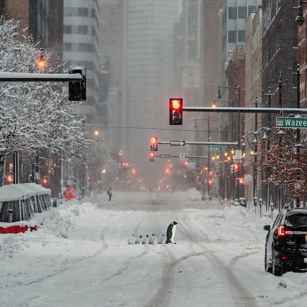 Pinguine in NEW YORK