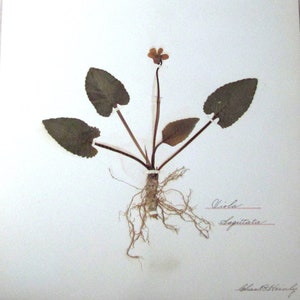 Arrow Leaf Violet Botanical Specimen Herbarium Pressed & Preserved 11" x 14" Antique Herbarium by Dr Charles B Heinly